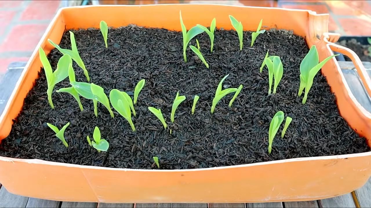 Growing corn kitchen garden