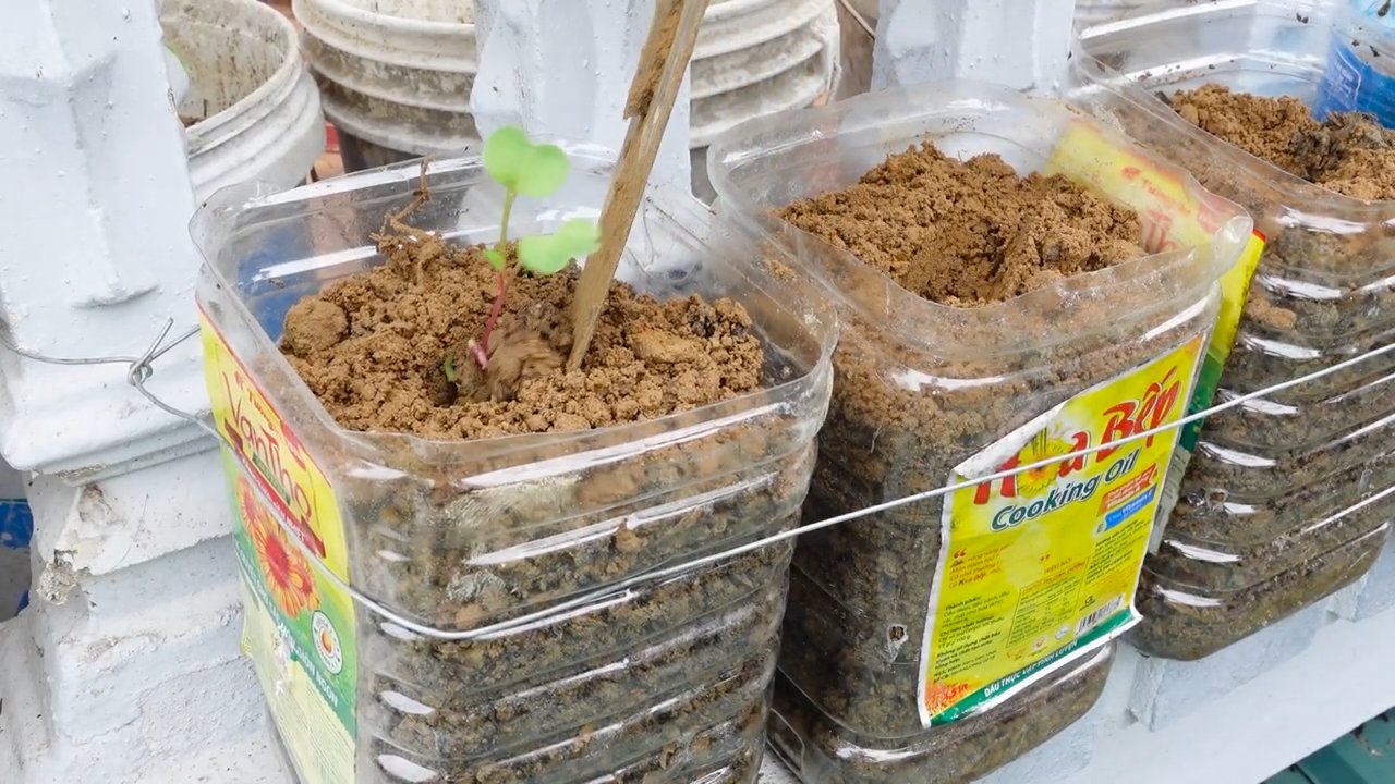 Grow Beets at Home