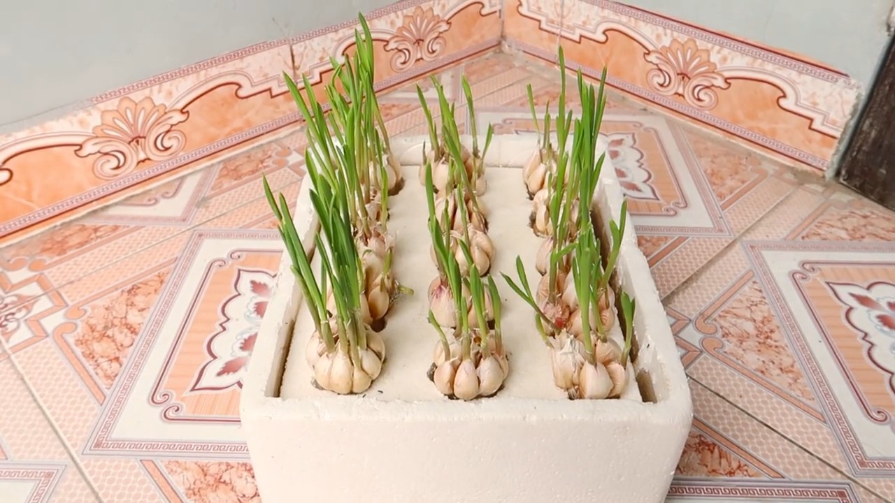 Grow Garlic in Kitchen