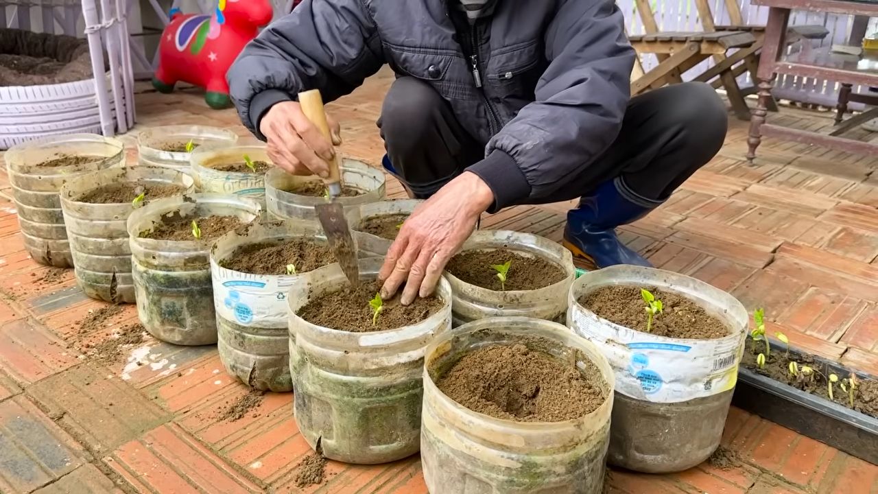 Grow bean plants at home