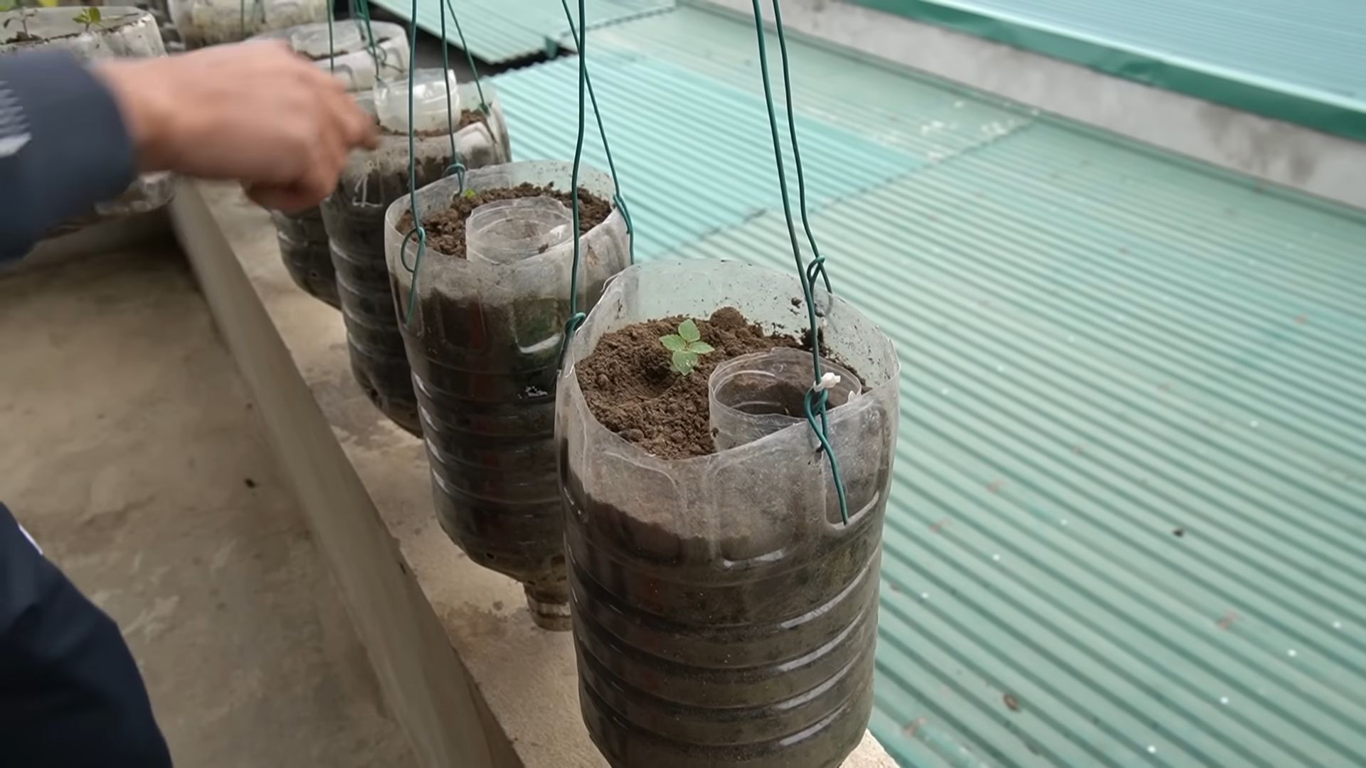 Strawberry plastic bottle gardening