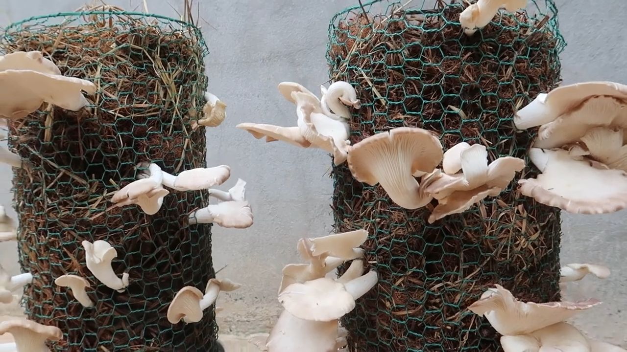 Mushroom harvesting easy strategy