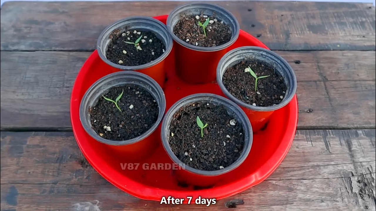 Container chili peppers