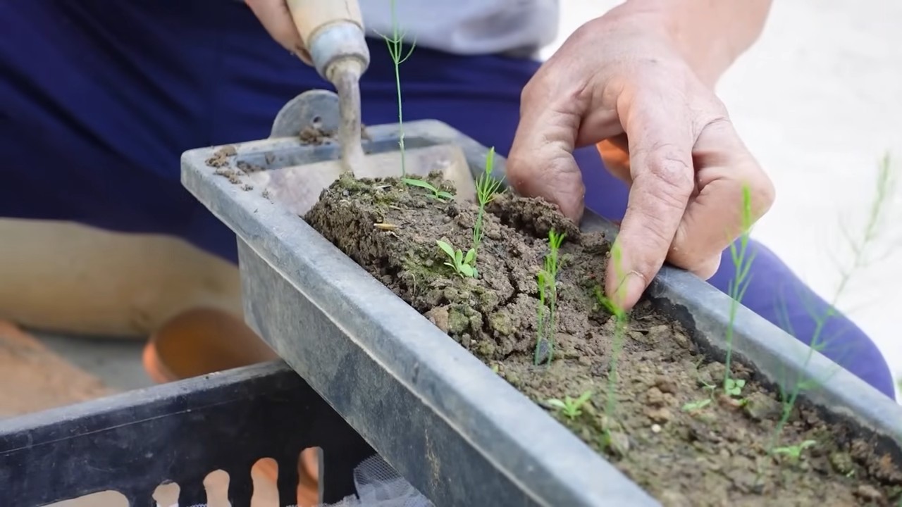 Growing Asparagus for Nonstop Harvest