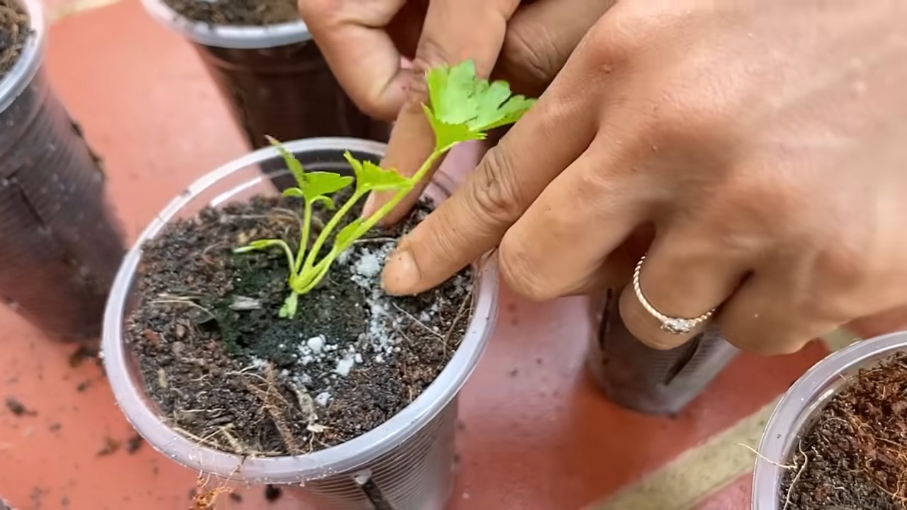 Grow celery without watering