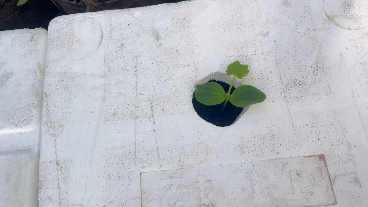 Zucchini Growing Tips and Tricks