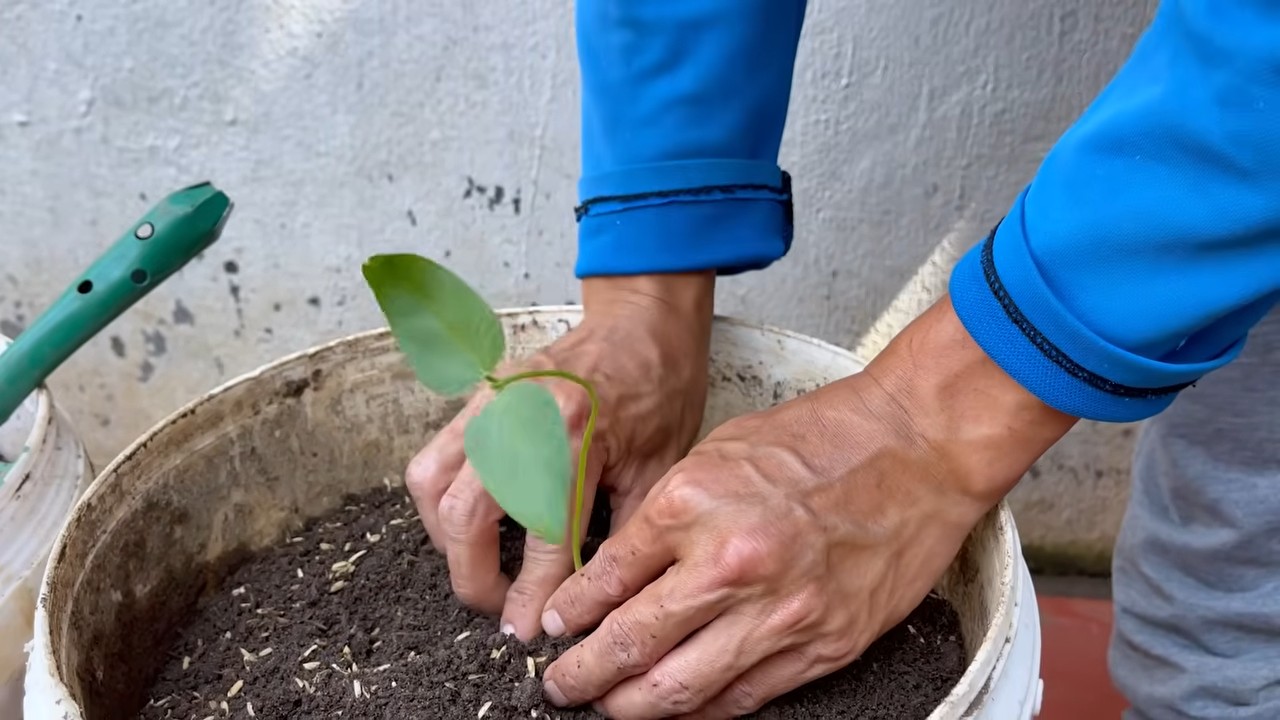 Grow Long Beans Tiny Space