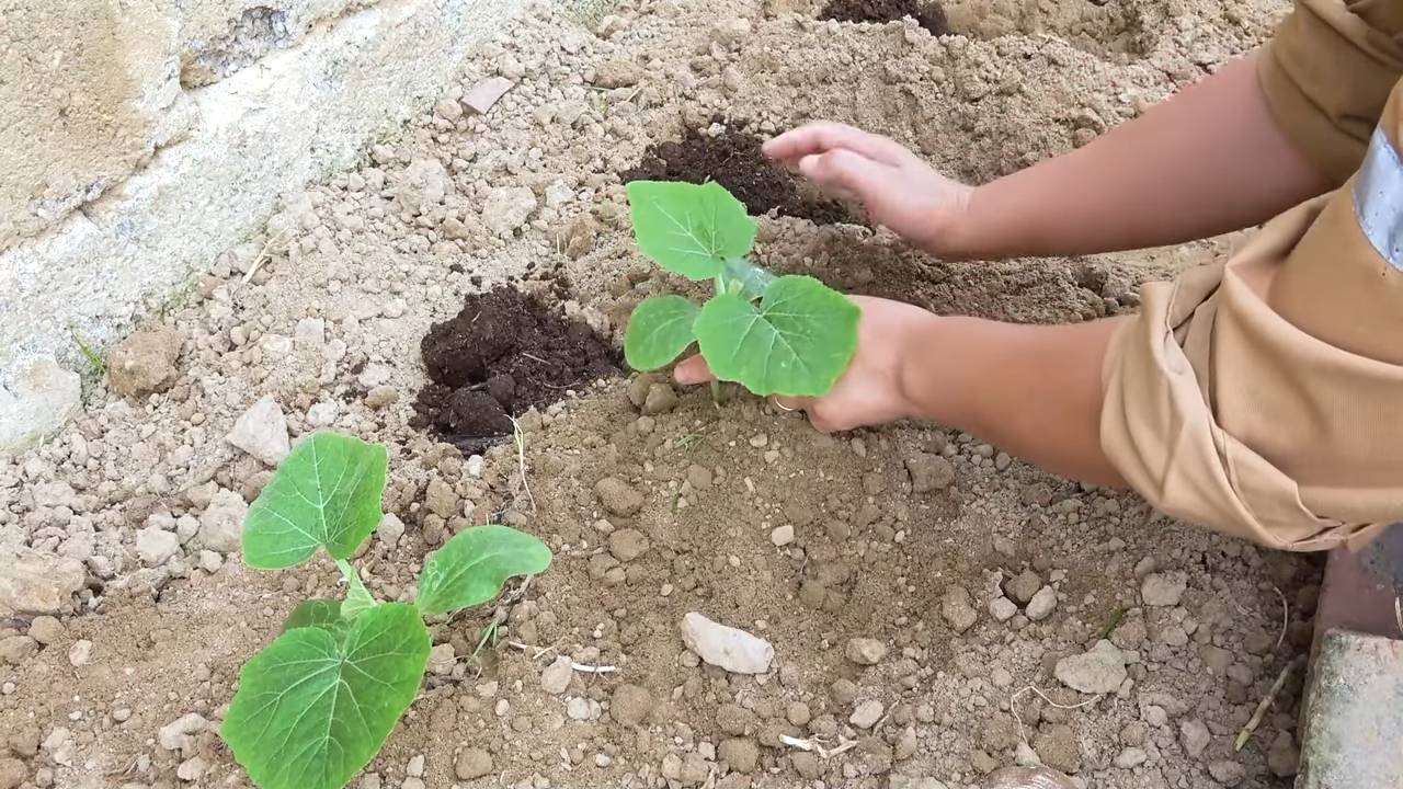 Growing Bottle Gourds Easily