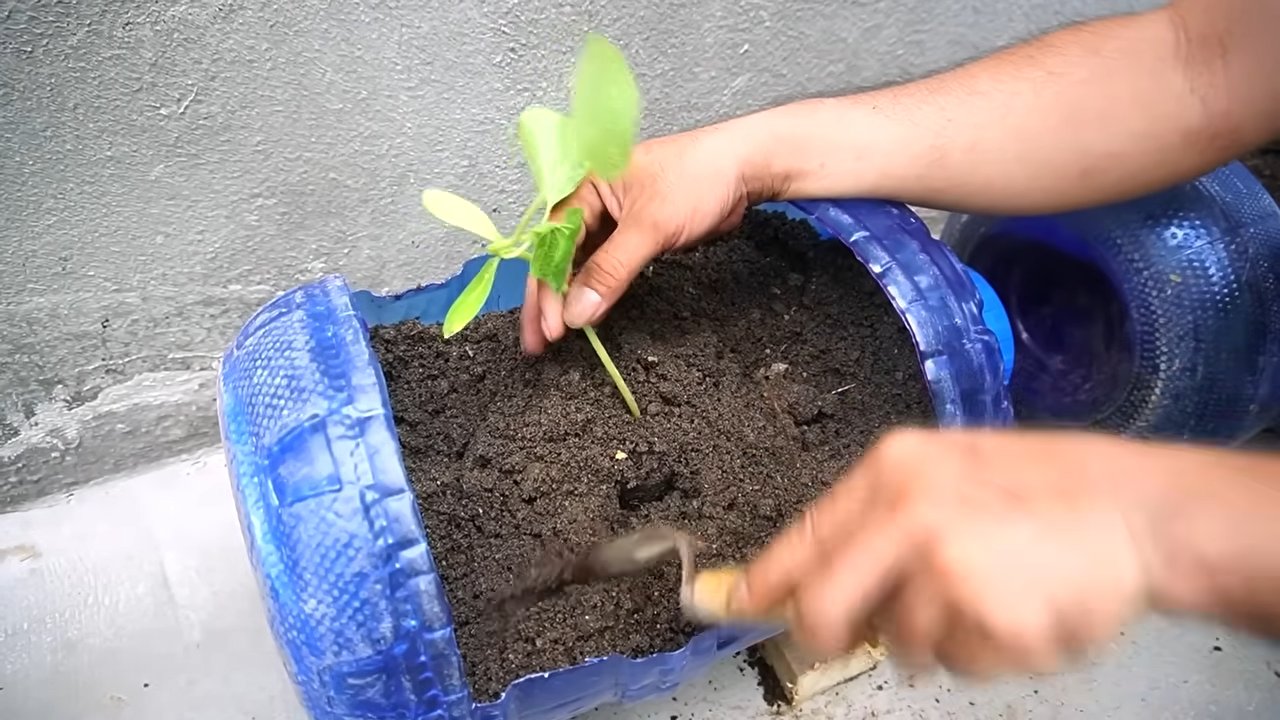 DIY Pumpkin Container Gardening