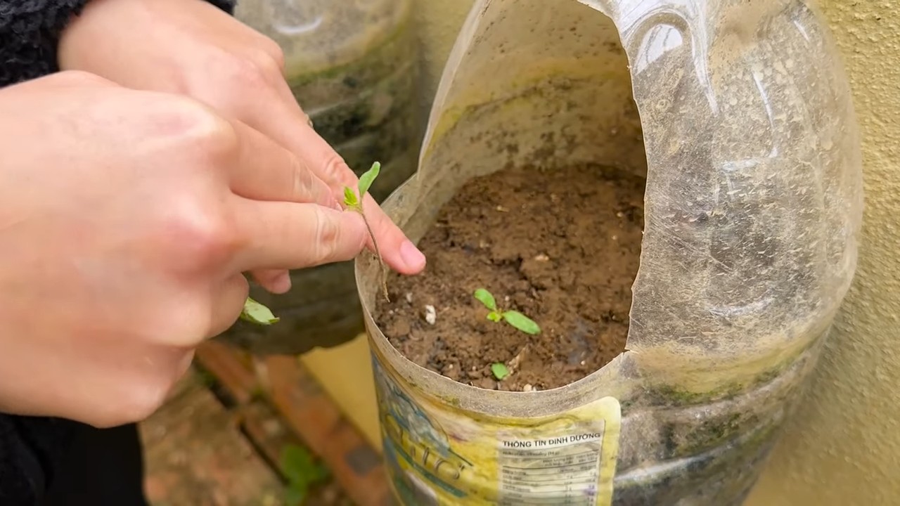 Beginner Tomato Growing Method