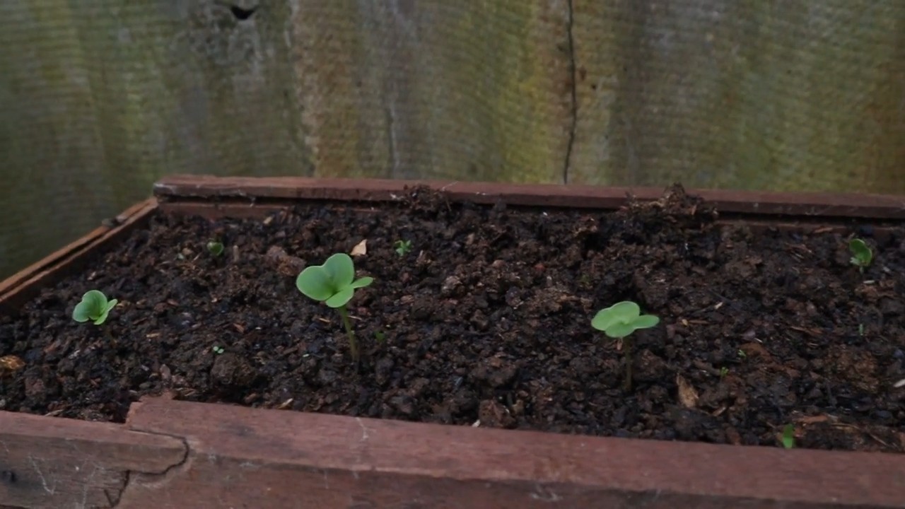 Grow Radishes Beginner Friendly