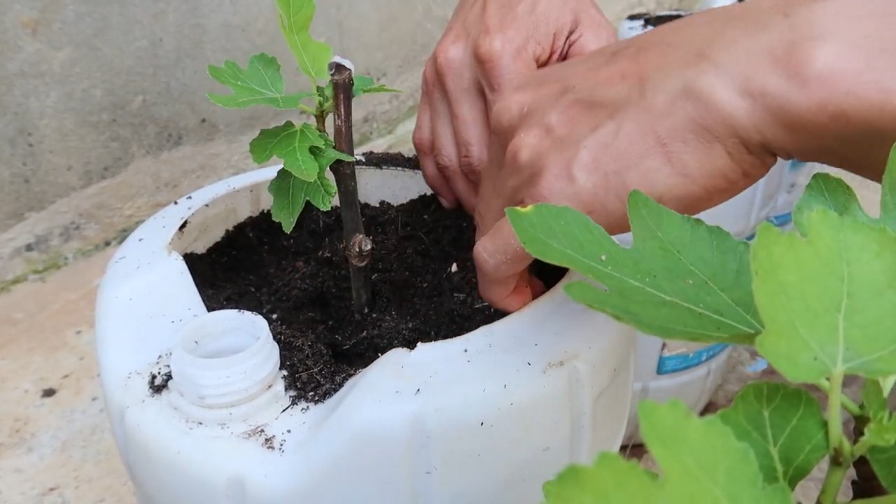 Growing Figs in Containers