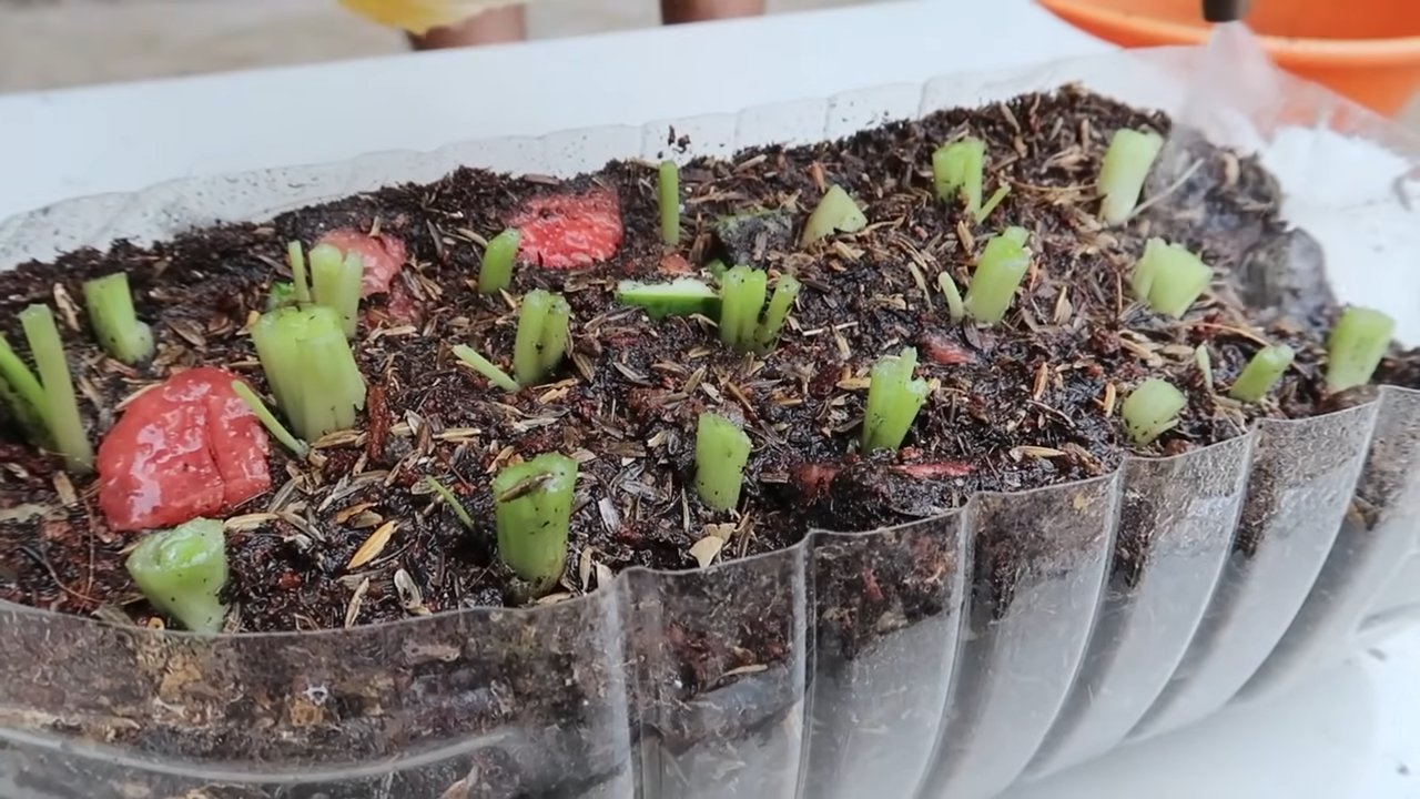 Grow Crunchy Celery Backyard