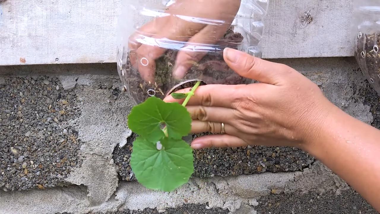Grow Bitter Melon Easily