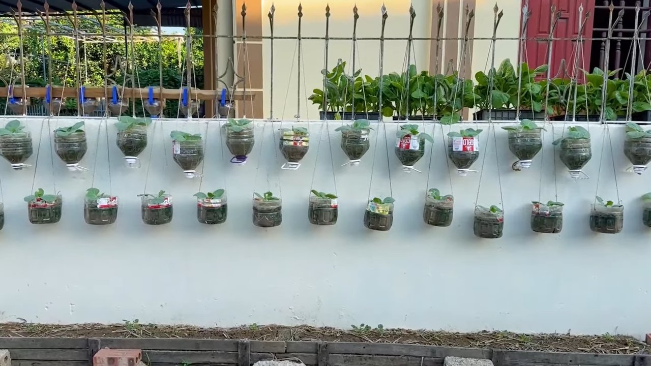 DIY Bottle Garden Cabbage