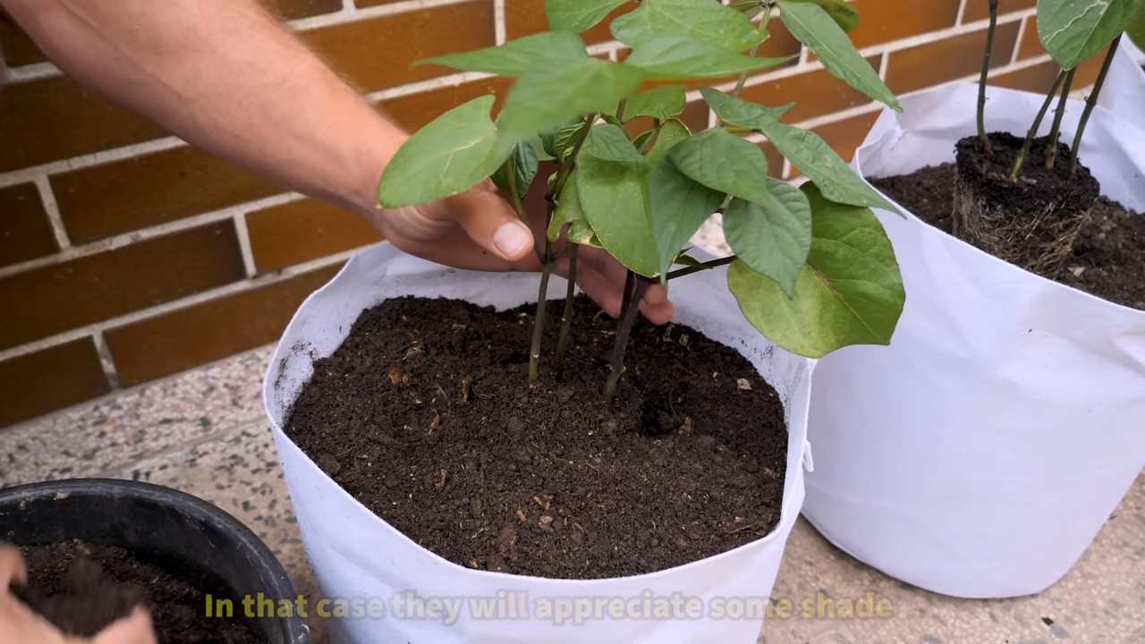 Purple bush beans container