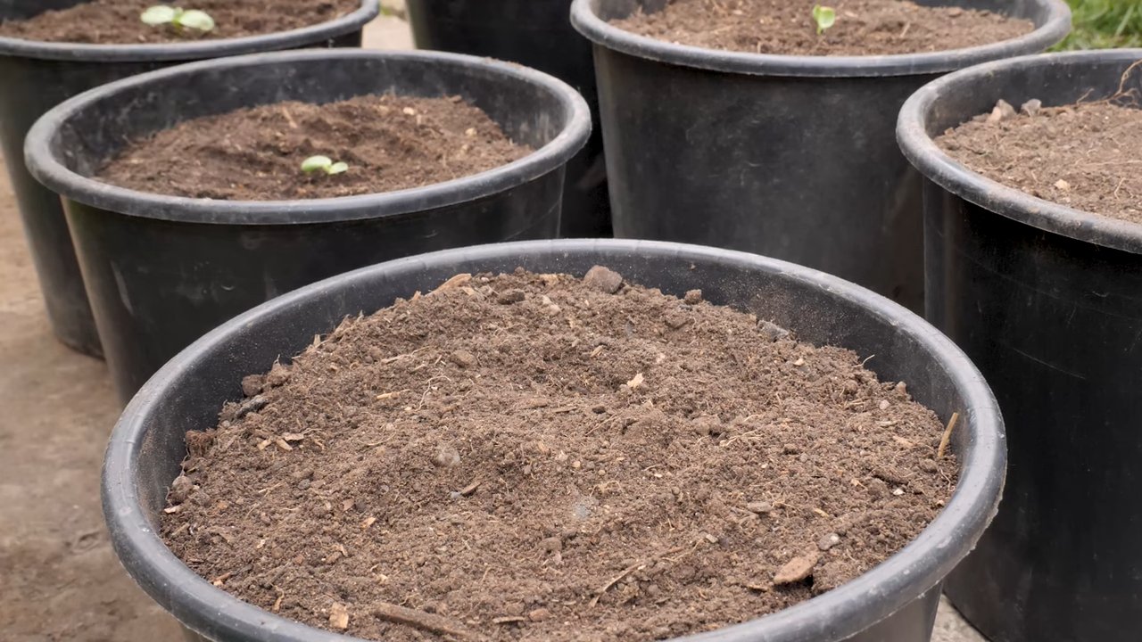Small space sunflower growing