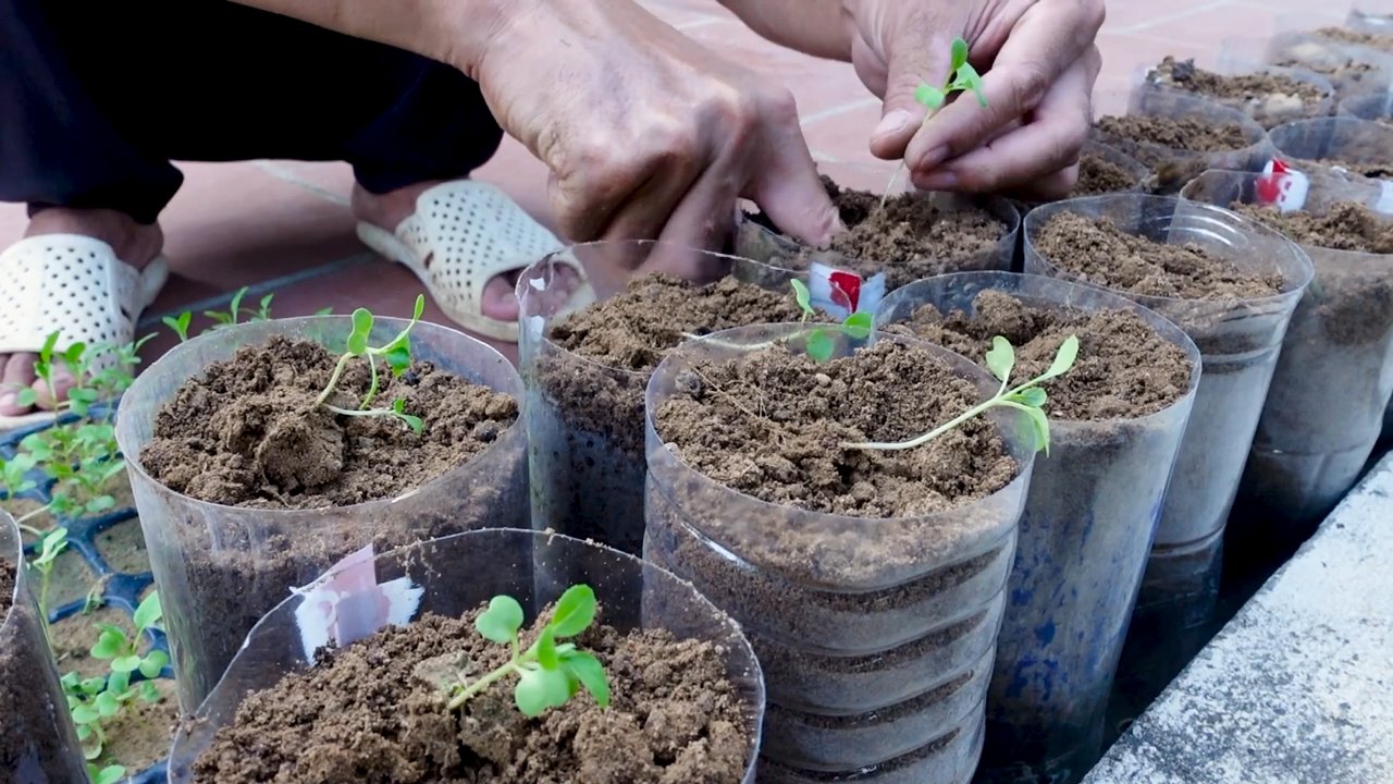 Container gardening for small spaces