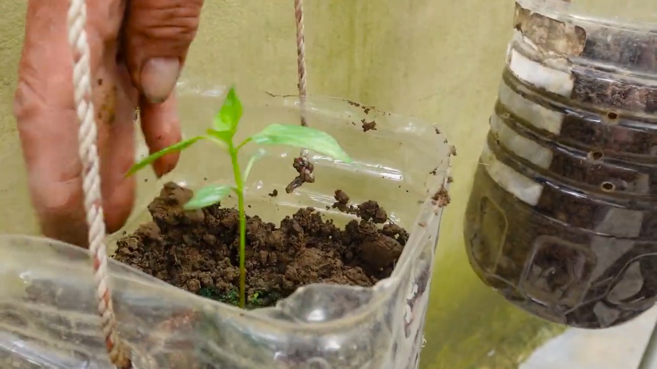 Chili growing garden upgrade