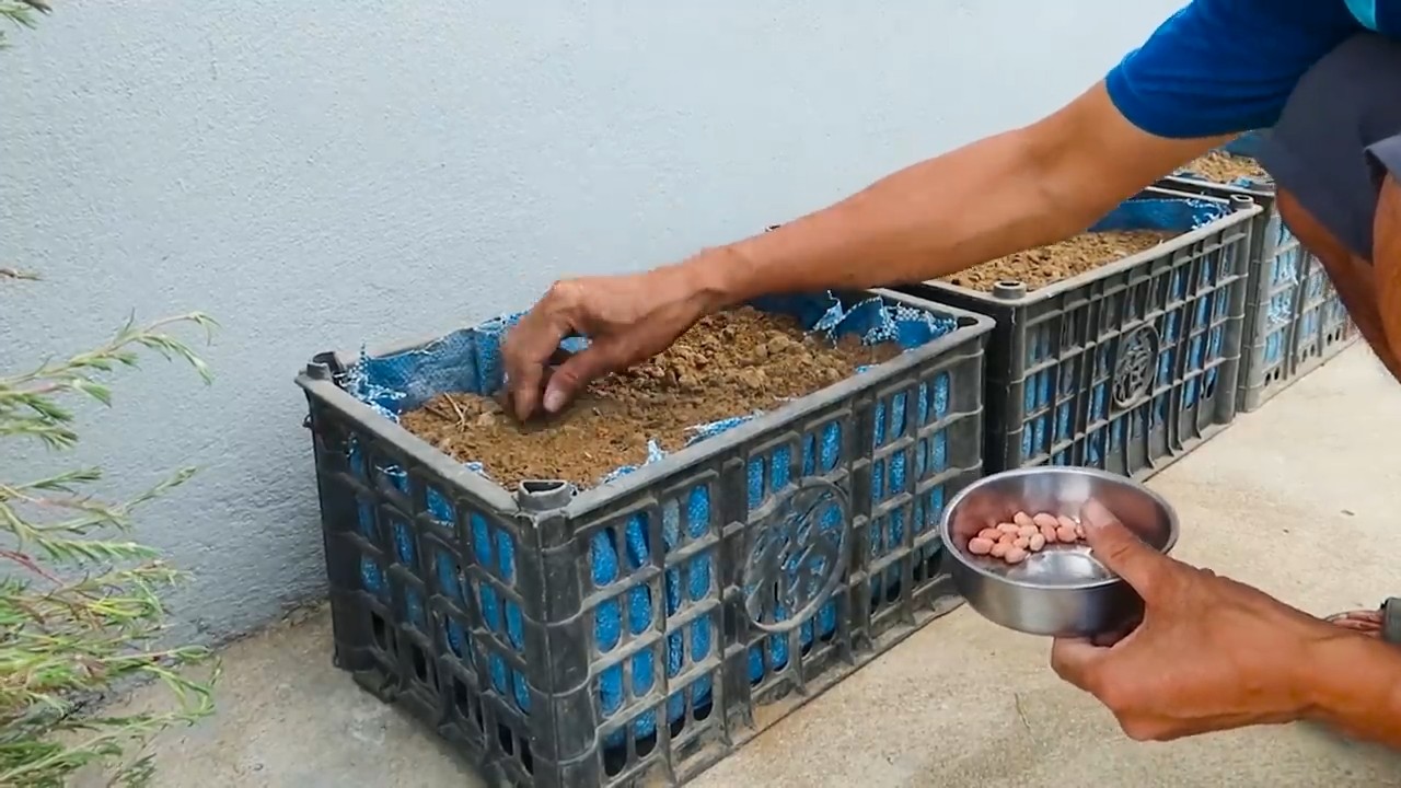 Harvesting peanuts small spaces