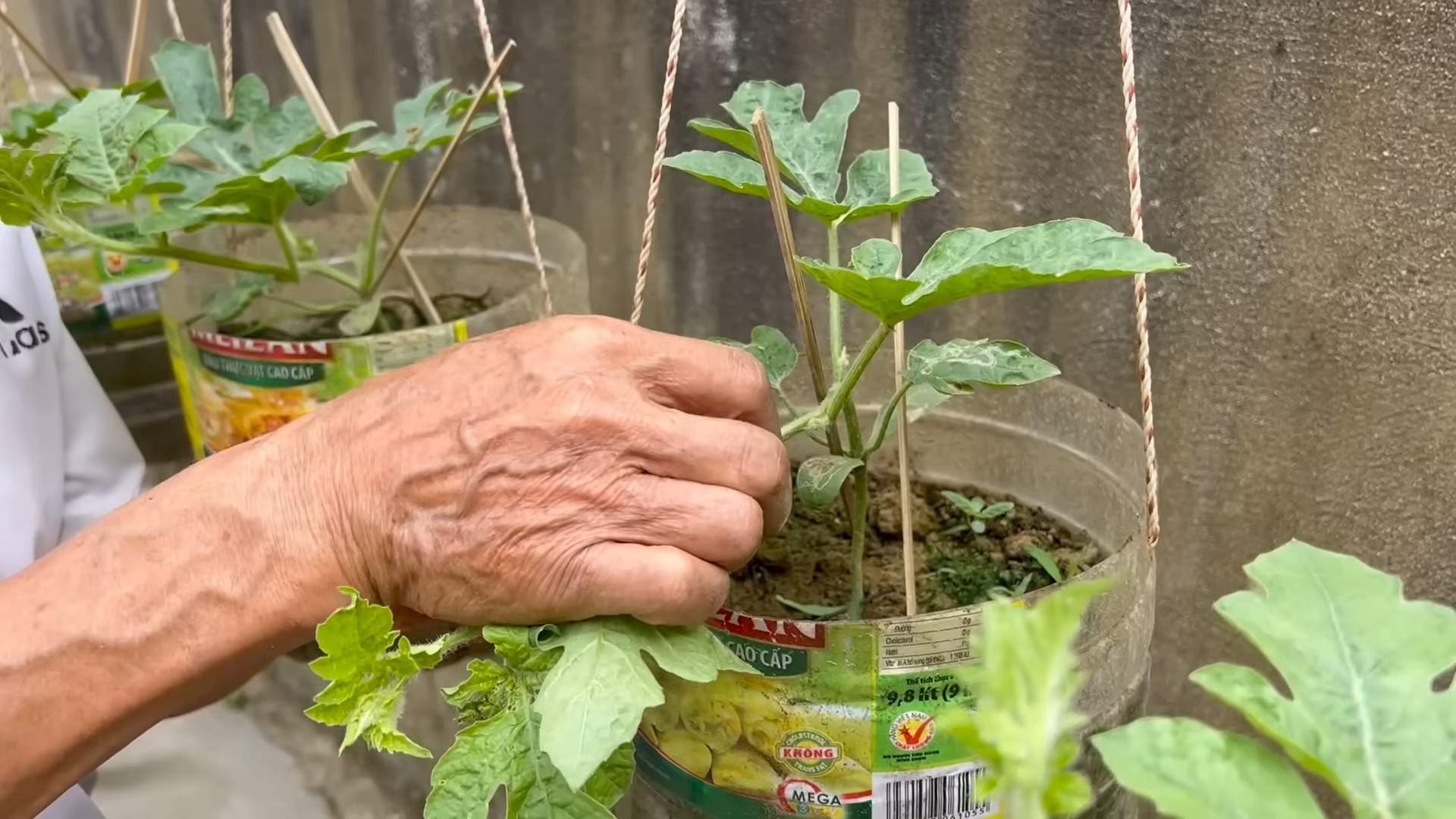 Grow Watermelon Tips and Tricks