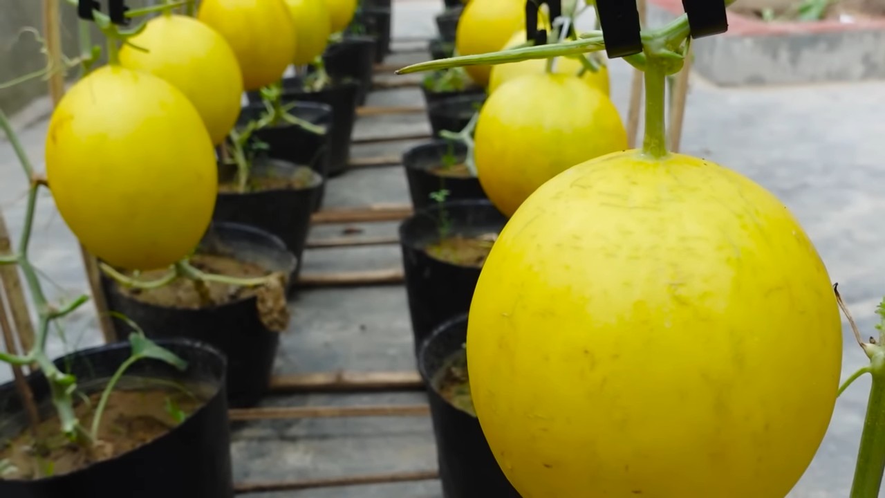 Melon Growing Hack