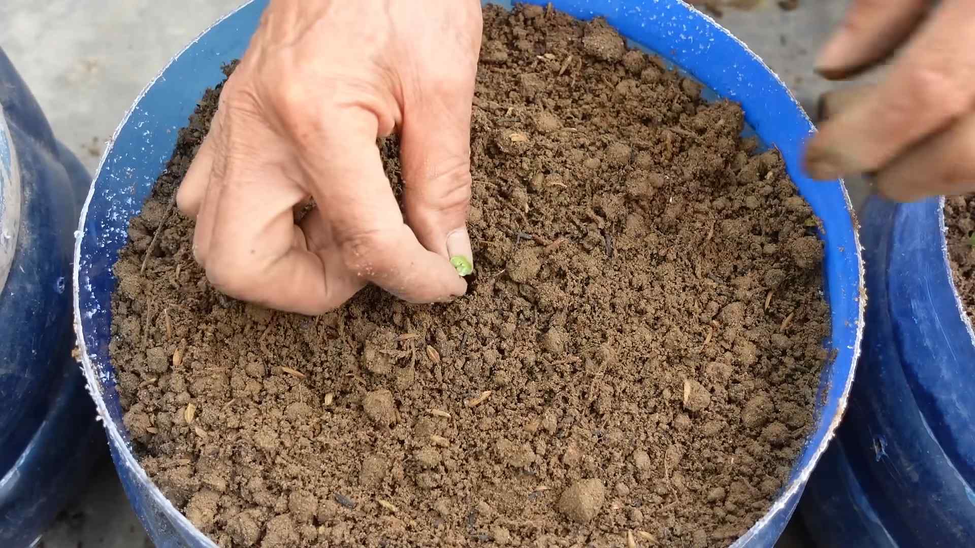 Grow Napa Cabbage at Home