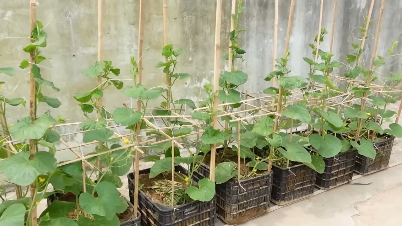 Easy melon growing hacks