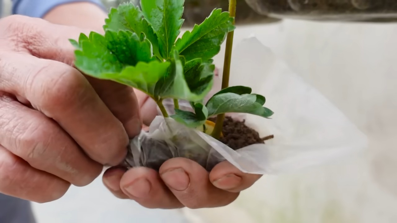 Growing Strawberries Windowsill