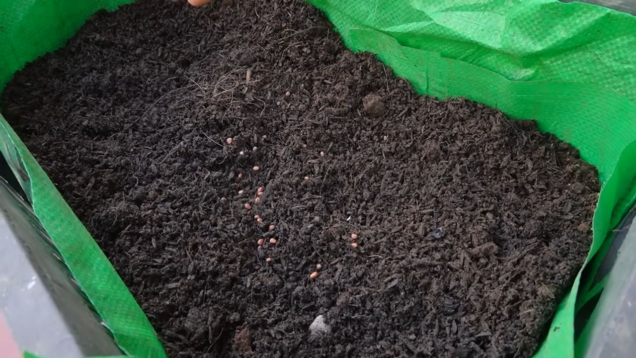 Growing Radishes at Home