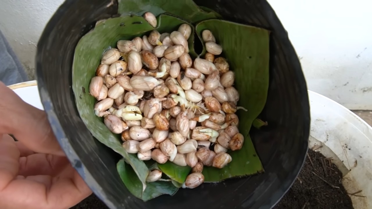 Growing peanuts at home