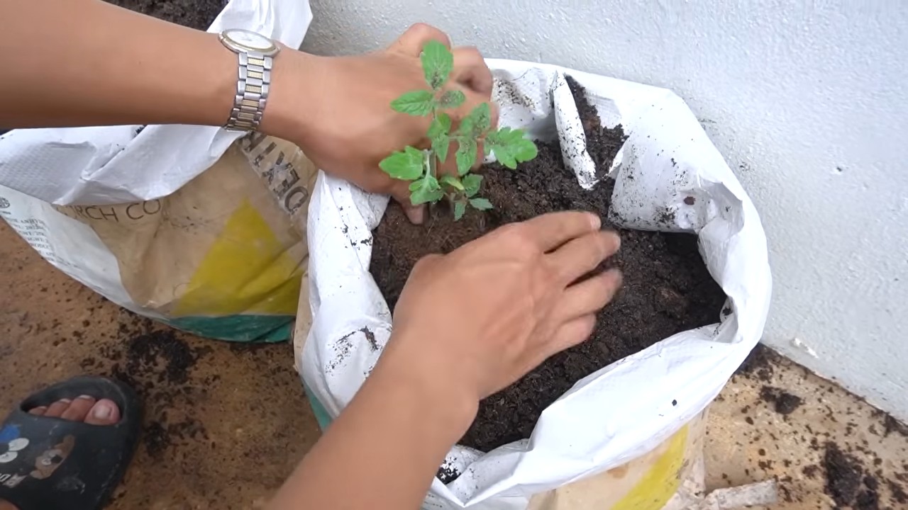 Tomato growth plan
