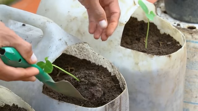 Indoor tomato growing system