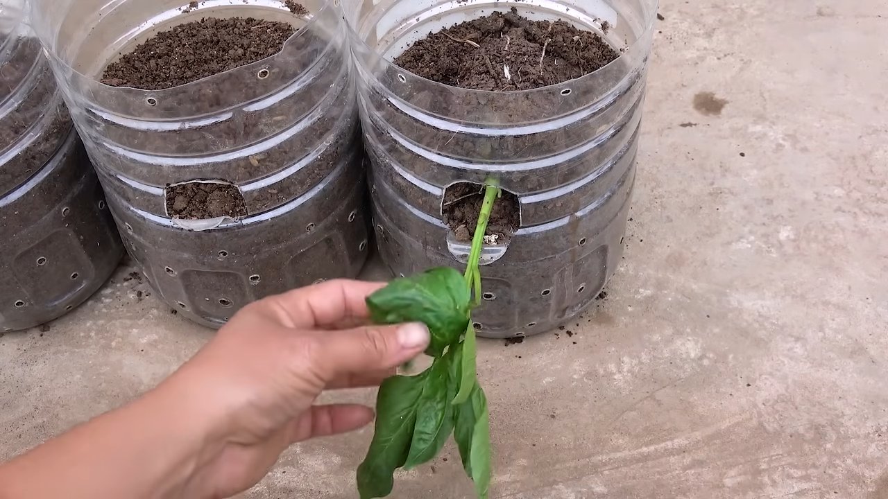DIY bell pepper gardening