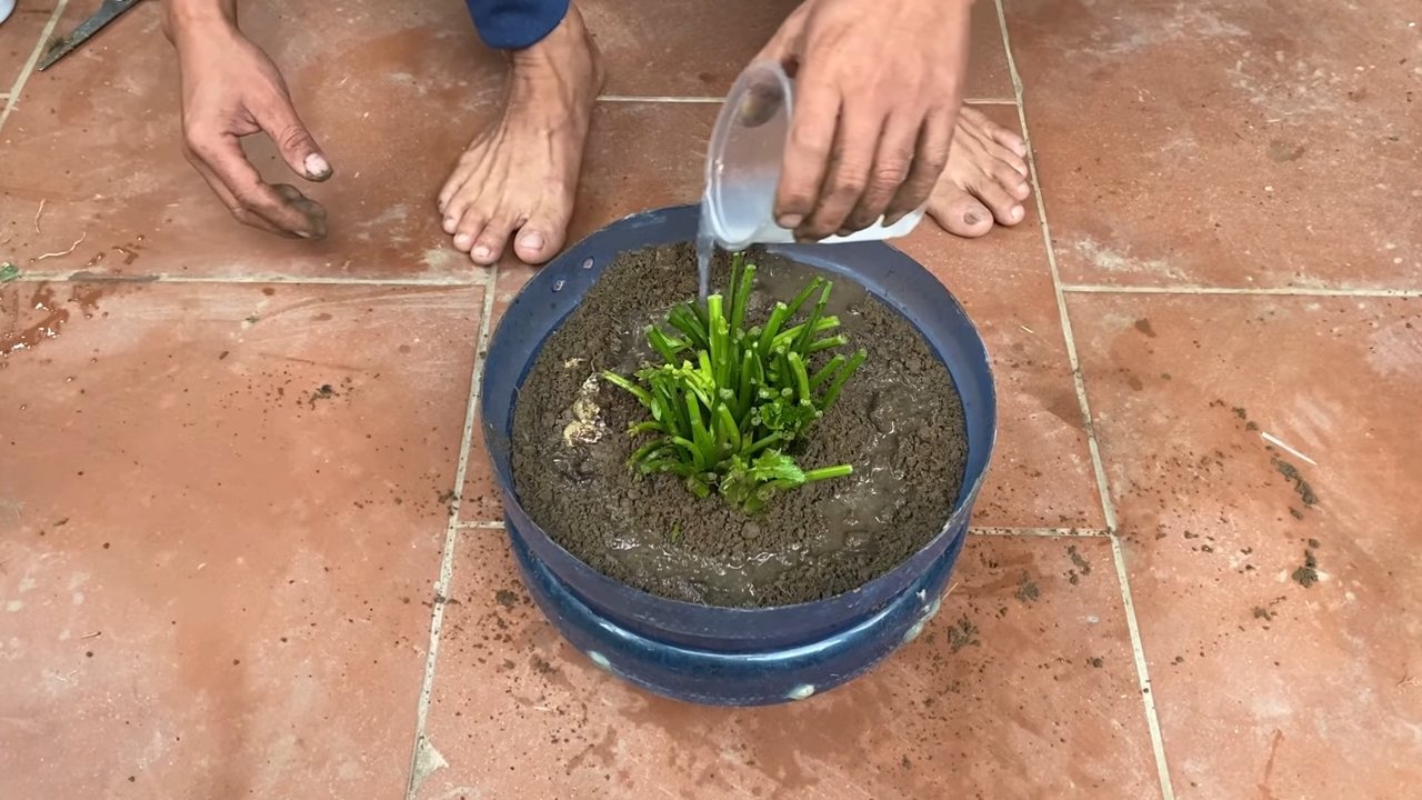 Harvest Celery From Backyard