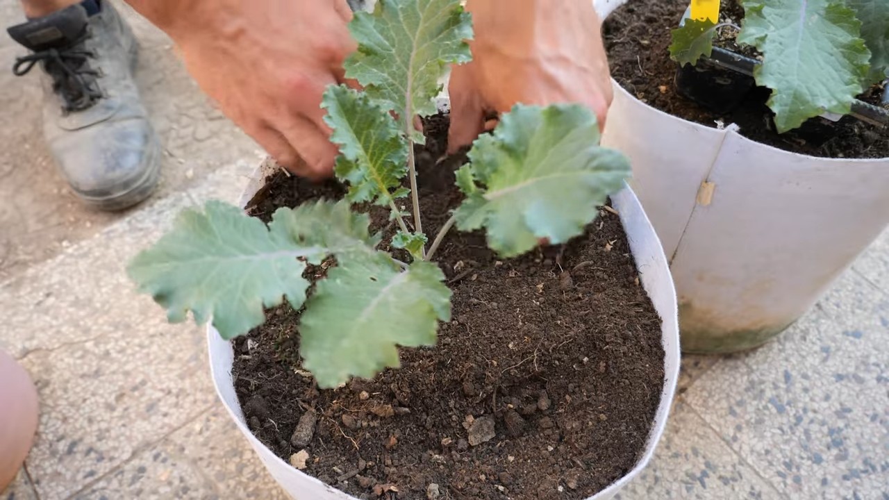 Grow Kale in Containers