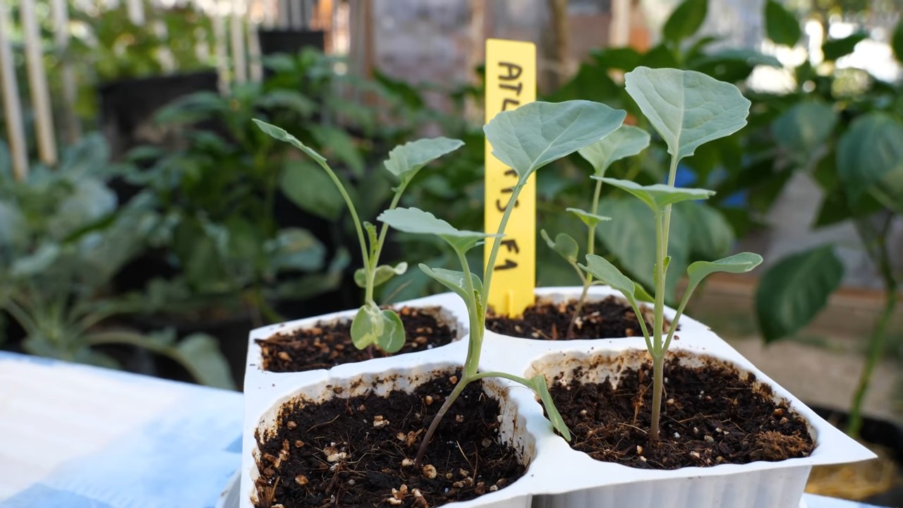 Growing Broccoli in Pots