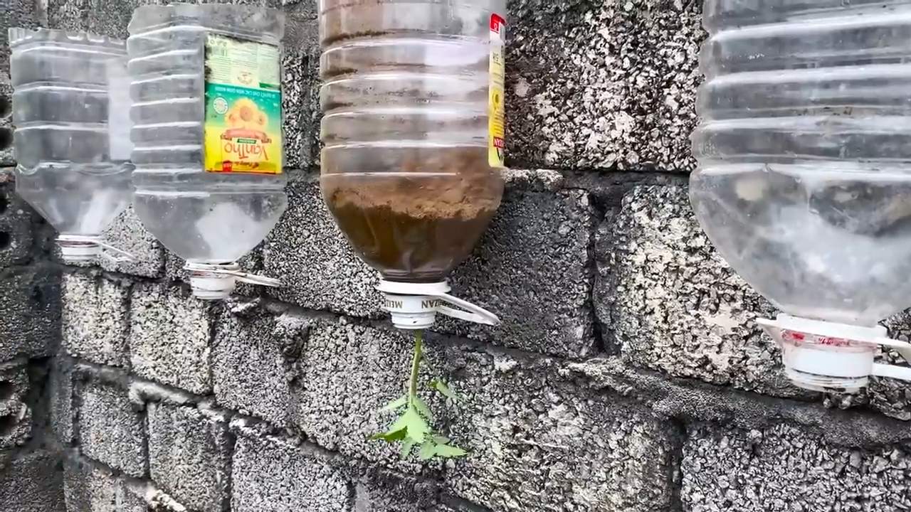 Windowsill Tomato String Jade