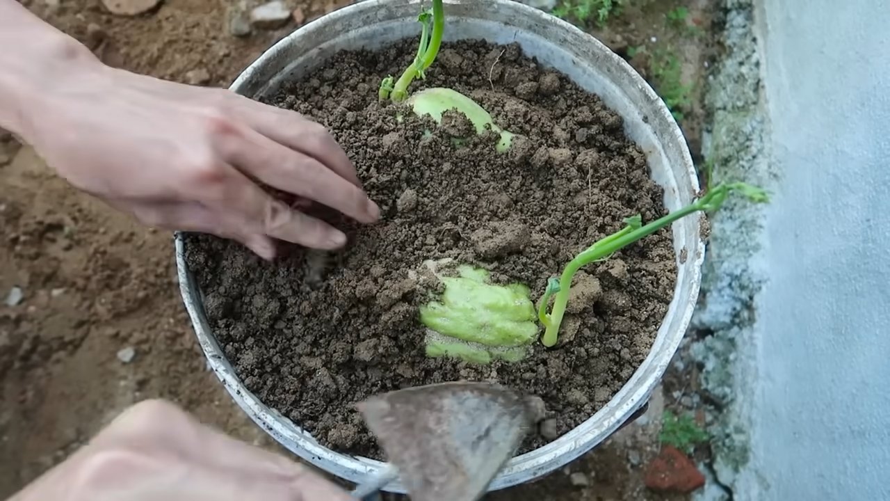 Chayote harvest increase
