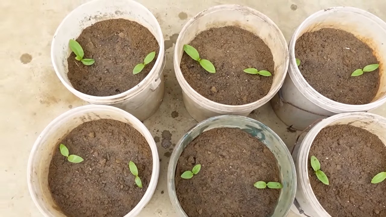 DIY Veggie Tower