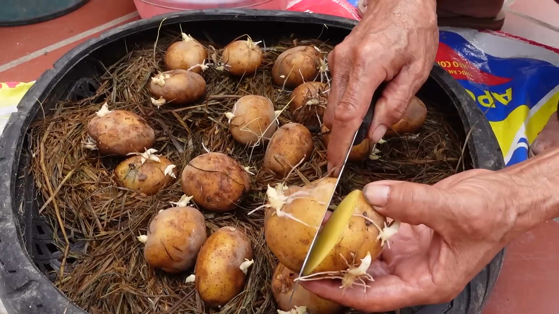 Growing Potatoes in a Bag