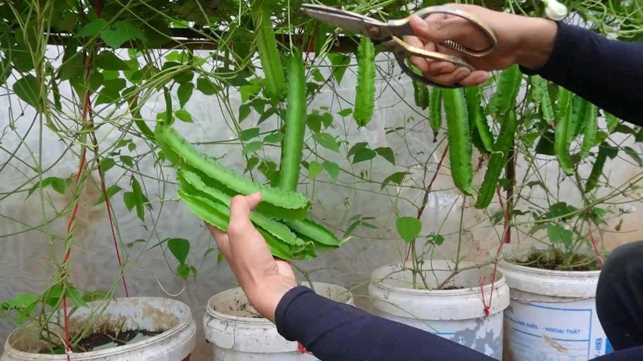 Grow Winged Beans Save Money