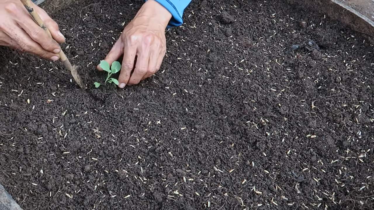 Grow cabbage easily