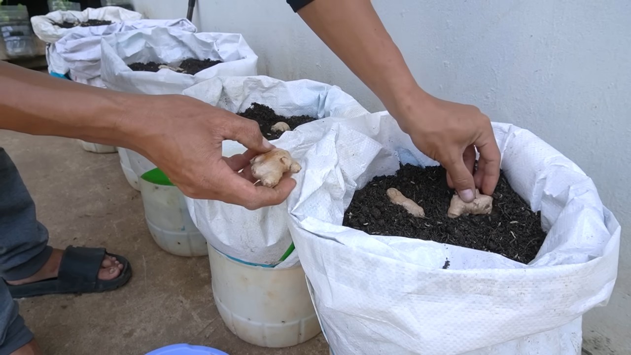 Grow ginger backyard