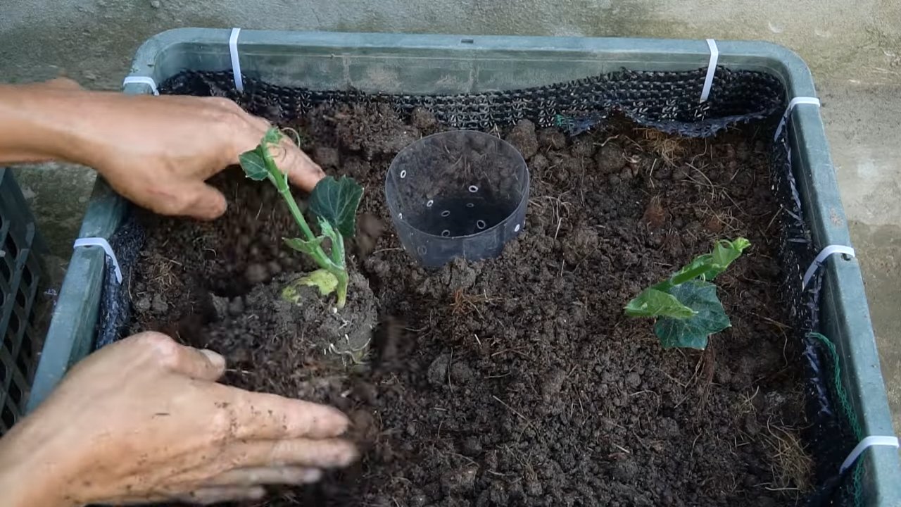 Grow Chayote Easily