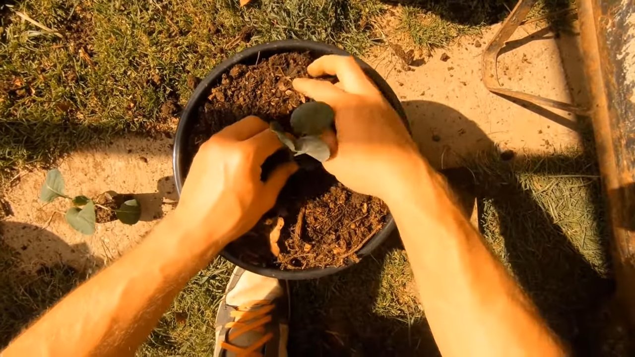 Growing Brussels Sprouts Planters
