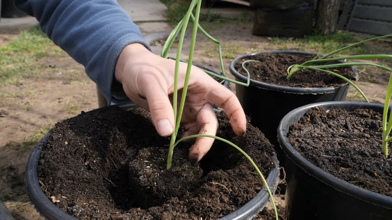 Container onion growing
