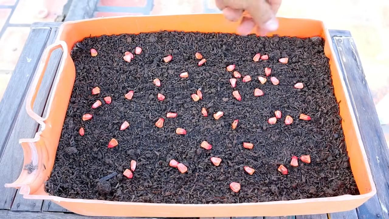 Corn growing in pots