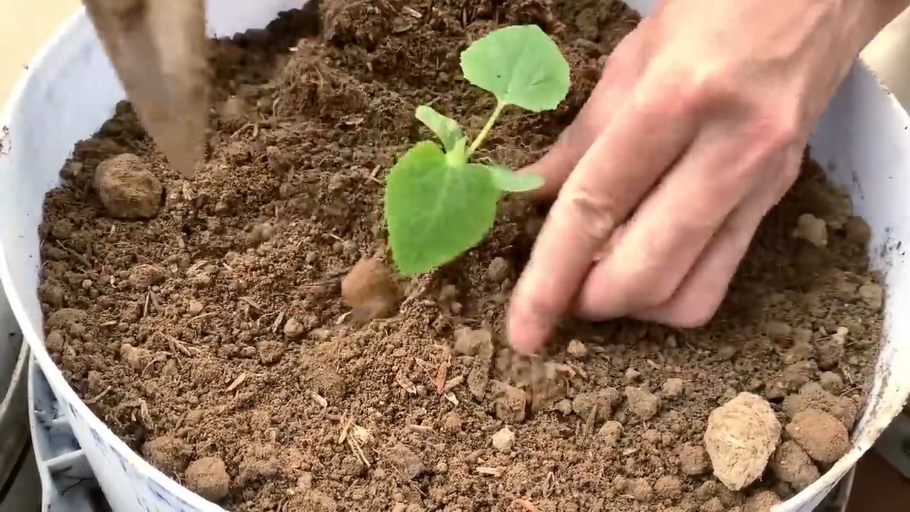 Backyard melon growing tips