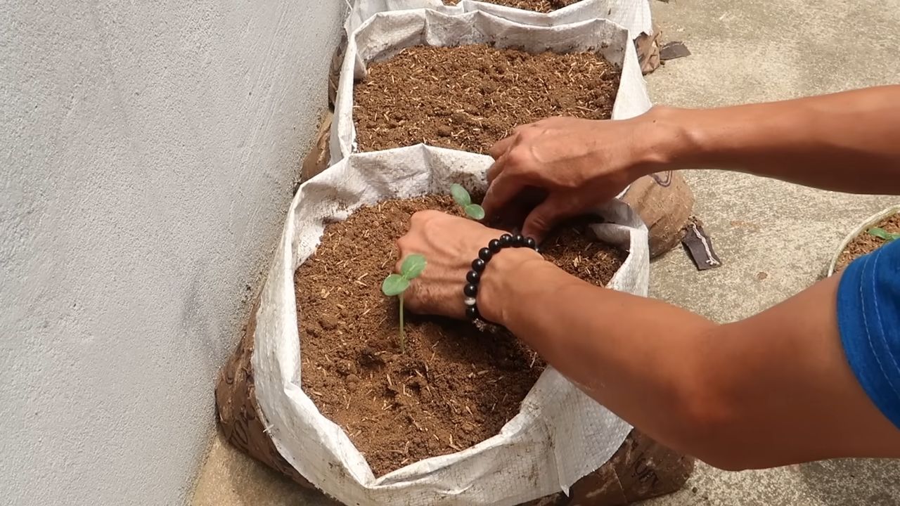 Grow cucumbers indoors